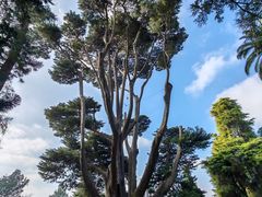 -墨尔本皇家植物园