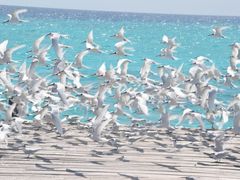 -卡帕莱度假村(西巴丹岛)