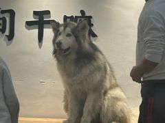 -李小姐の猫咖啡馆(五角场店)
