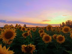 -汉长安城未央宫国家考古遗址公园