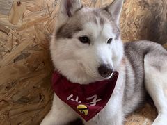 -Husky Go! 哈士奇体验馆·宠物咖啡厅狗咖