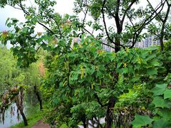 -洋湖国家湿地公园