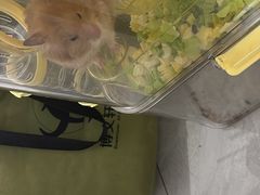 -爸爸糖吐司面包(悠唐购物中心店)