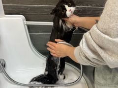 -babydoll猫舍·米努特·德文·缅因(久光中心店)