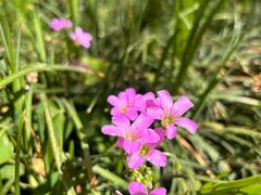 -南京市民俗博物馆(甘熙故居)