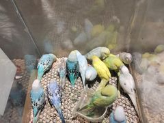 -伊藤洋华堂(高新店)