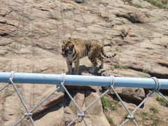 -西霞口神雕山野生动物世界