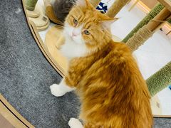 -喵园·猫主题咖啡厅·撸猫·猫咖(国贸店)
