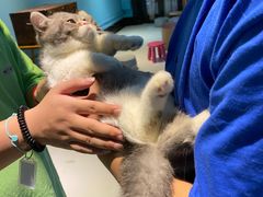 -猫色咖啡·猫咖