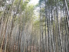 -广州市石门国家森林公园