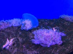 -御唐府海珊瑚主题餐厅
