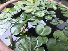 -小玲子(诸葛古镇店)