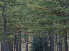 -塞罕坝国家级自然保护区