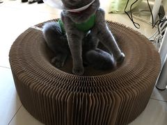 -美联众合宠物医院·爱萌分院·内外科·猫科中心