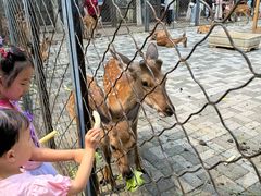 -长白岛森林公园