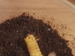 -上海昆虫博物馆