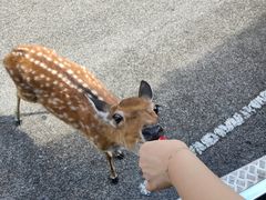 -清迈夜间动物园