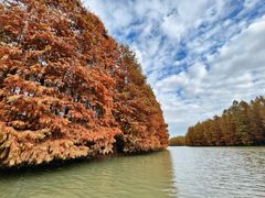 -上海海湾国家森林公园