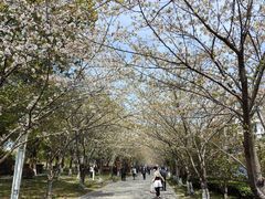 -高东镇樱花园