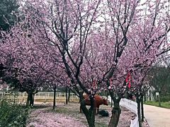 -秀丽东方