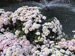 -杭州植物园