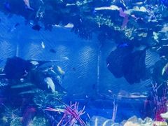 -迪拜帆船酒店海底餐厅