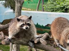 -西霞口神雕山野生动物世界