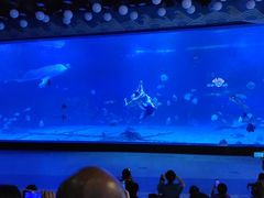 -烟台海昌鲸鲨海洋公园