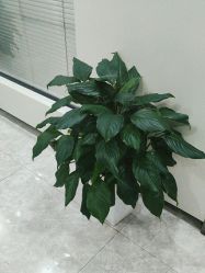 -悟空祛痘·诺奖技术专业店