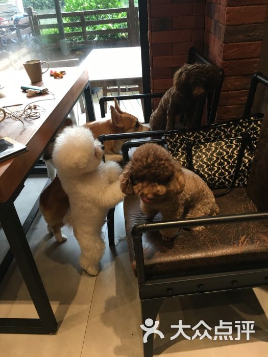 hoodogcafe宠物咖啡(狗狗咖啡馆)图片 第33张