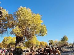 -金塔沙漠胡杨林景区