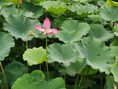 -莲花池公园