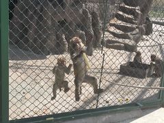 -新疆天山野生动物园