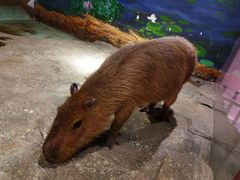 -正佳雨林生态植物园