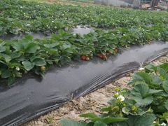 -Amanda餐厅(长乐路店)