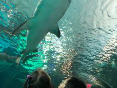 -瑞普利水族馆