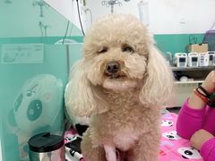-利又安动物医院··老年病·猫科犬科·中兽医