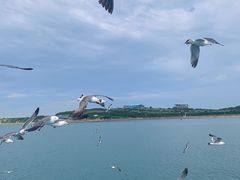 -海驴岛(荣成市)