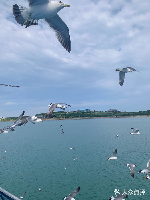 海驴岛(荣成市)图片