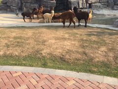 -灵玲国际马戏城