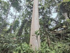 -热带雨林自然公园