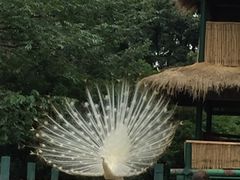 -昆明动物园