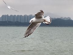 -深圳湾木棉花酒店