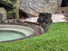 -海口观澜湖火山温泉谷