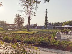 -田园东方蜜桃村的田野营地
