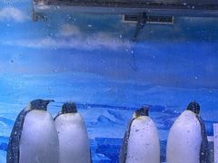 -大连老虎滩海洋公园