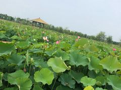 -漩门湾国家湿地公园