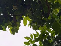 -野草莓自由市场