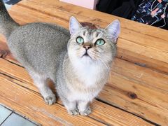 -喵屿·大理花园猫咖