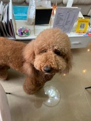 -첫번째 初见美学中心